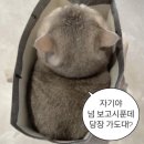 밀밀 이미지