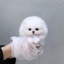 부산강아지분양 미유펫 이미지