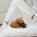 달링하이 강아지분양 밀양점 이미지