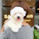 츄츄독 푸들이야기 부산 강아지분양 네이버블로그