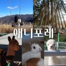 재일목장 | [평창여행] 모나용평 애니포레 알파카 먹이체험, 포토존, 할인 정보