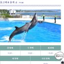 돌고래와펭귄 | 아이랑 가볼만한곳 마린월드 우미노나카미치 수족관 상세 후기 (입장권 가격, 돌고래쇼 시간, 펭귄쇼)
