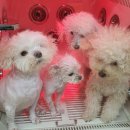 중동셀프 이미지