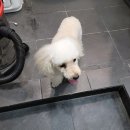 마이펫 부산대점 이미지