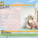 안다 동물보호소 이미지