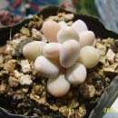 은애농장 이미지