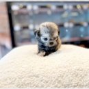 부천강아지분양 고양이분양 24시 데려가개 부천점 이미지