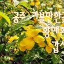 국가대표도량점 | 황매화 물결 공주 가볼만한곳 갑사