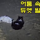 발라당 이미지