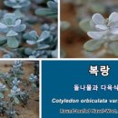 중앙꽃다육 이미지