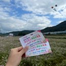 경서대로 | 10월 하동 북천 코스모스 메밀꽃 축제 후기 🌼주차 입장료 포토존