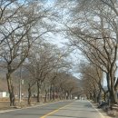용담면 벚꽃길 이미지