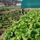 한국농장 이미지