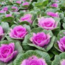 개정꽃농원 이미지