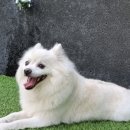 수원반려견유치원 반려견호텔 오십케이 이미지