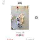엉클독 애견유치원 네이버블로그