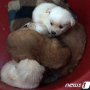 옹기종기