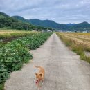 똥산강아지 네이버블로그