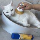 이지콤 | [고양이 털관리] 페스룸 : 모이스쳐 미스트 + 힐링 브러쉬 + 페이셜 콤