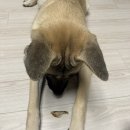 엠바크 | 반려견 강아지 유전자 DNA 검사 키트 엠바크 Embark 구매 후기