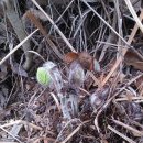 고비농장 이미지