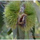 호랑이농장 이미지