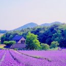 소리사랑 Daum카페