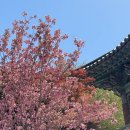 청룡사 | 아이랑 사천 청룡사 겹벚꽃 명소 후기 🌸 주차부터 코스까지