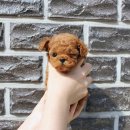 안산 요미독앤캣 강아지분양 고양이분양 | 성북강아지분양 요미독 안산점 우리 아가를 만난 특별한 날의 기록