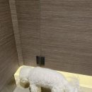 망쿠애견샵 이미지