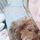 도그반하다 이미지