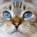 고양이눈 이미지