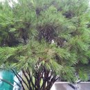 유영석농장 | ▣◑☞ 소나무사진 촬영자는 누구야~~^^^☎