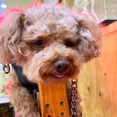 최재호 한방동물병원 이미지