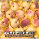 아삭한 딱복파 취향 저격한 조치원복숭아 청수농원복숭아 대만족 후기