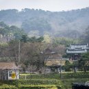 노란거북이 이미지