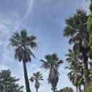 GS편의점 앞(터미널 방향) | 🌿 제주 걷기 여행 끝판왕, 올레 7코스 완주 리얼 후기