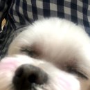 라니네 애견샵 이미지