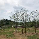 승촌공원 국제뉴스