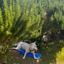 하도조아 이미지