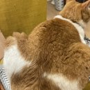 빵댕이넷 이미지