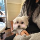 부산기계공고 입구 앞 | 해리단길 놀거리|해운대 빵지순례::로우앤스윗 로스터리(부산 해운대 애견동반 카페🐶)