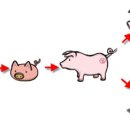 부타 이미지