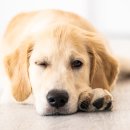 울산에스동물메디컬센터 이미지