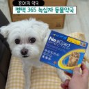 평택녹십자동물약국 | 강아지 치매 제다큐어 및 응급약 평택녹십자동물약국