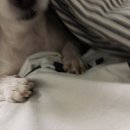 압구정웰동물병원 이미지