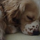 투개더 펫 이미지