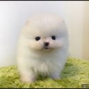 이쁜 댕댕이 이미지