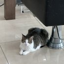 현스헤어 이미지