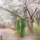 [4. 1 토요걷기] 서울숲 꽃잔치, 개나리따라 응봉산, 꽃길따라 버티고개까지 이미지